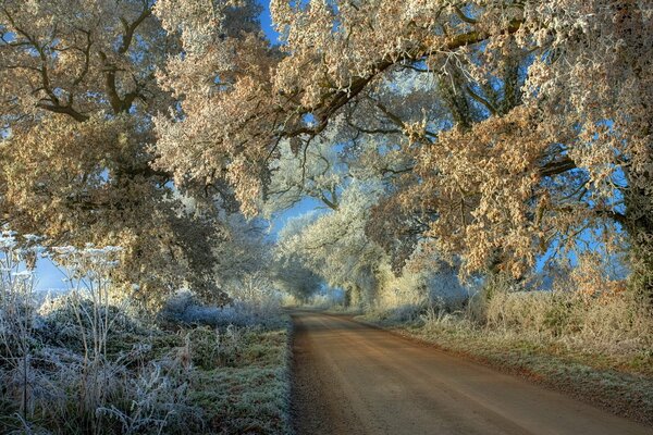 Straße in eine Landschaft mit Bäumen mit Frost