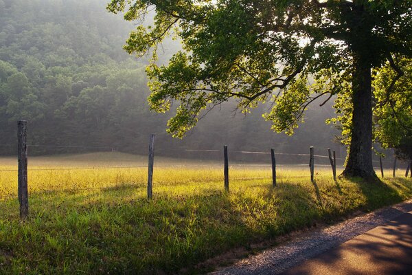 Misty dawn on the edge of the forest