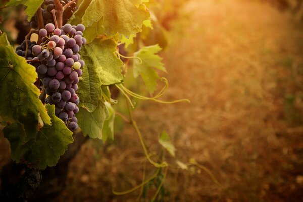 A bunch of grapes with leaves in the fog