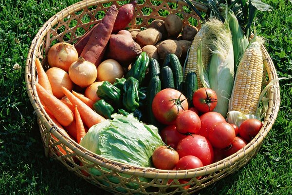 Basket with a fresh crop of vegetables