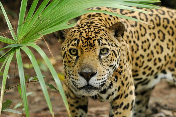 Jagd nach Wildkatze Panther auf Blatthintergrund mit räuberischer Schnauze auf Jaguar