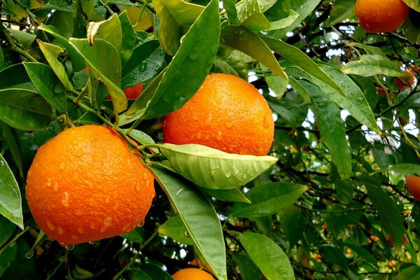 Fragrant citrus fruits with green leaves