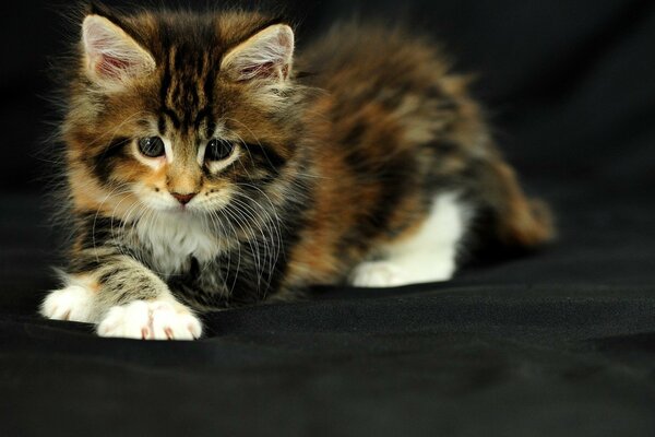 Photo de bébé chaton moelleux