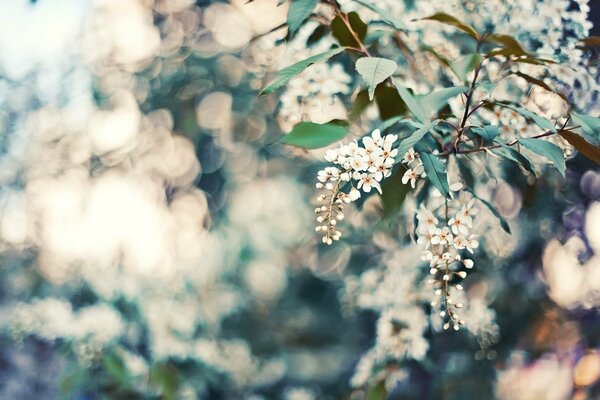 Fiori bianchi su un ramo di un albero