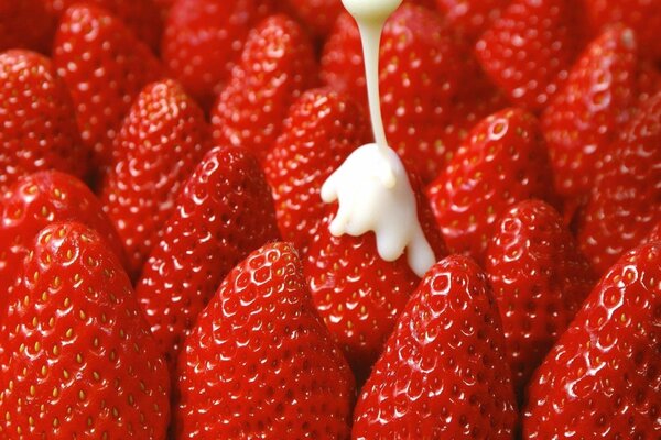 Große Erdbeeren mit frischer Sahne