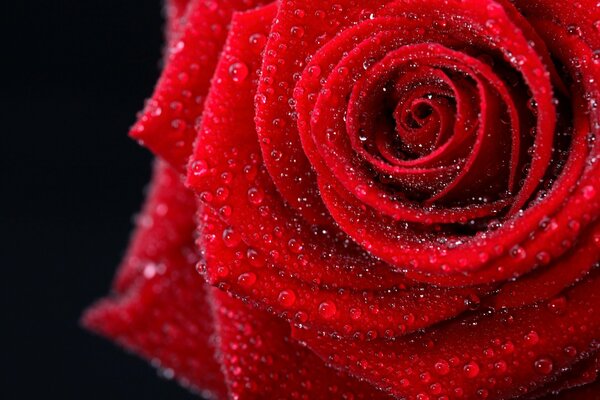Красная роза с вами каплями на черном фоне