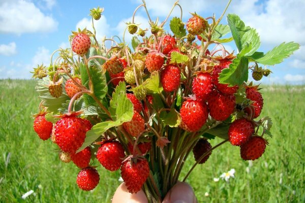 Strauß reife Erdbeeren in der Hand