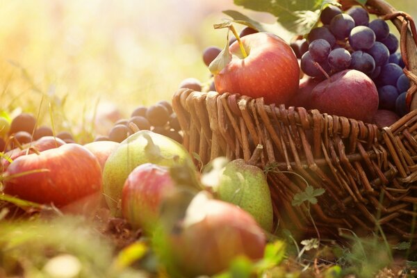 Panier complet de fruits et de baies