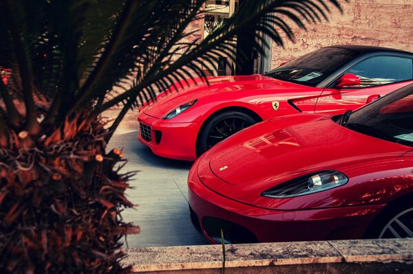 Ferrari rouge chic avec des palmiers