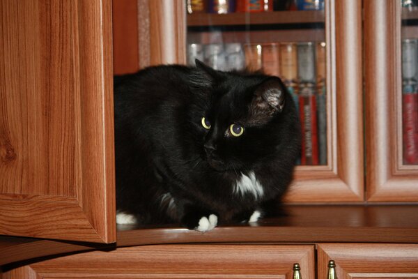 Кот в книжном шкафу