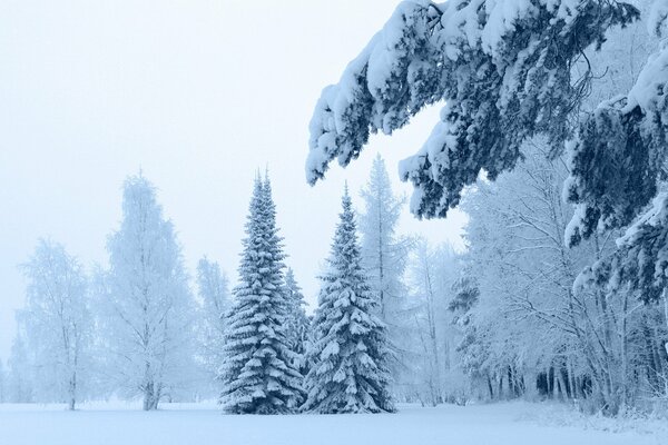 Neige sur les branches de pin dans la forêt