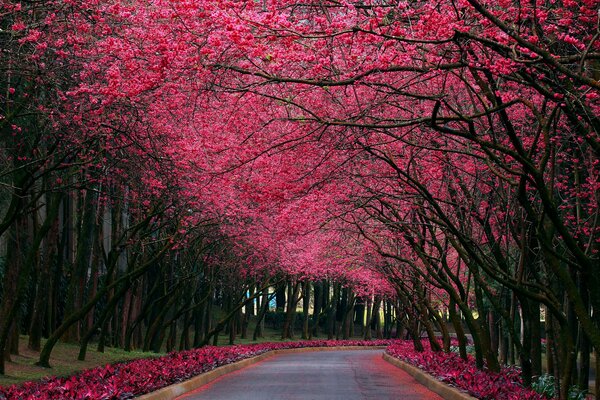 Allée de Sakura pendant sa floraison