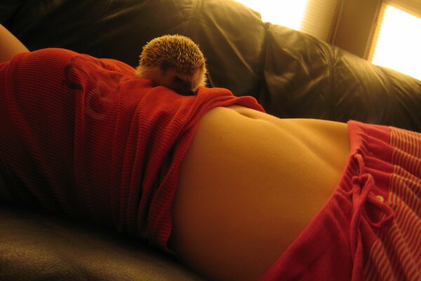 The girl has a hedgehog lying on her stomach in a red T-shirt