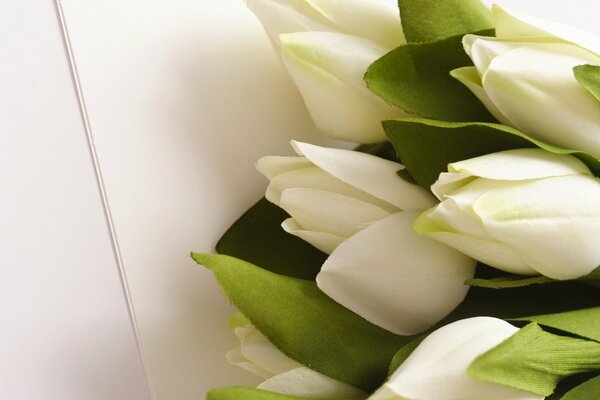 Bouquet of white tulips on a white background