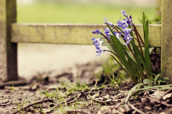 Schöne Blumen am Holzzaun