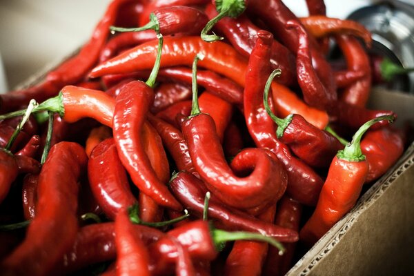 Rote scharfe Chilischoten in einer Schachtel