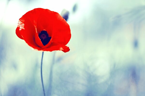 Einsamer roter Mohn auf verschwommenem Hintergrund