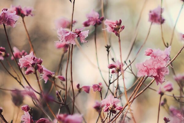 Fotografia macro di ramoscelli che sbocciano fiori rosa