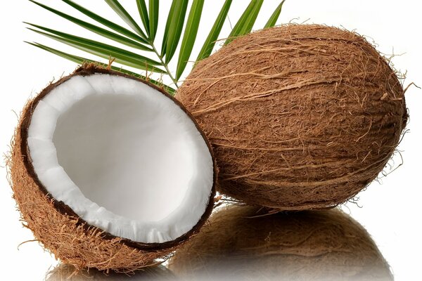 La moitié de la noix de coco exotique dans l image