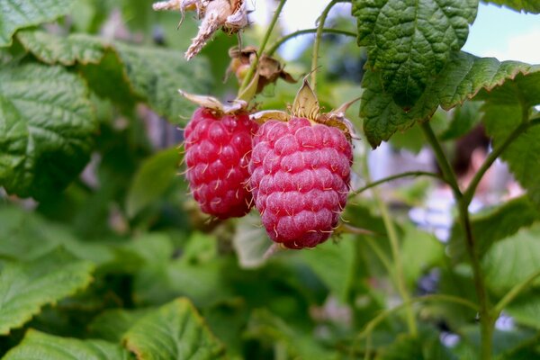 Framboises douces, à vous Manille