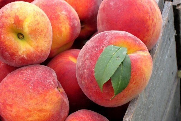 Frutti di pesche in un cassetto girato da vicino