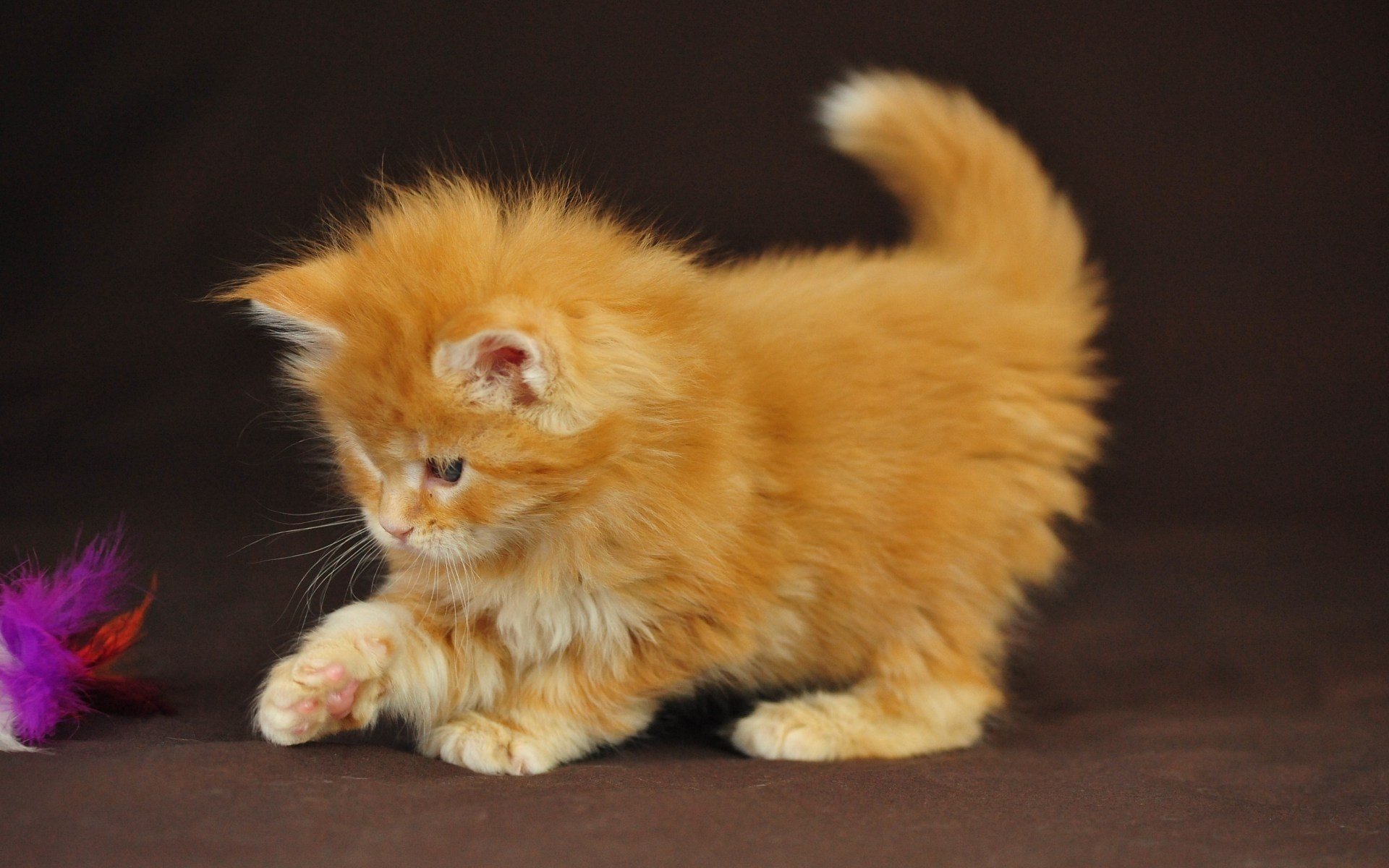 kleinkind katze kätzchen flauschig rot