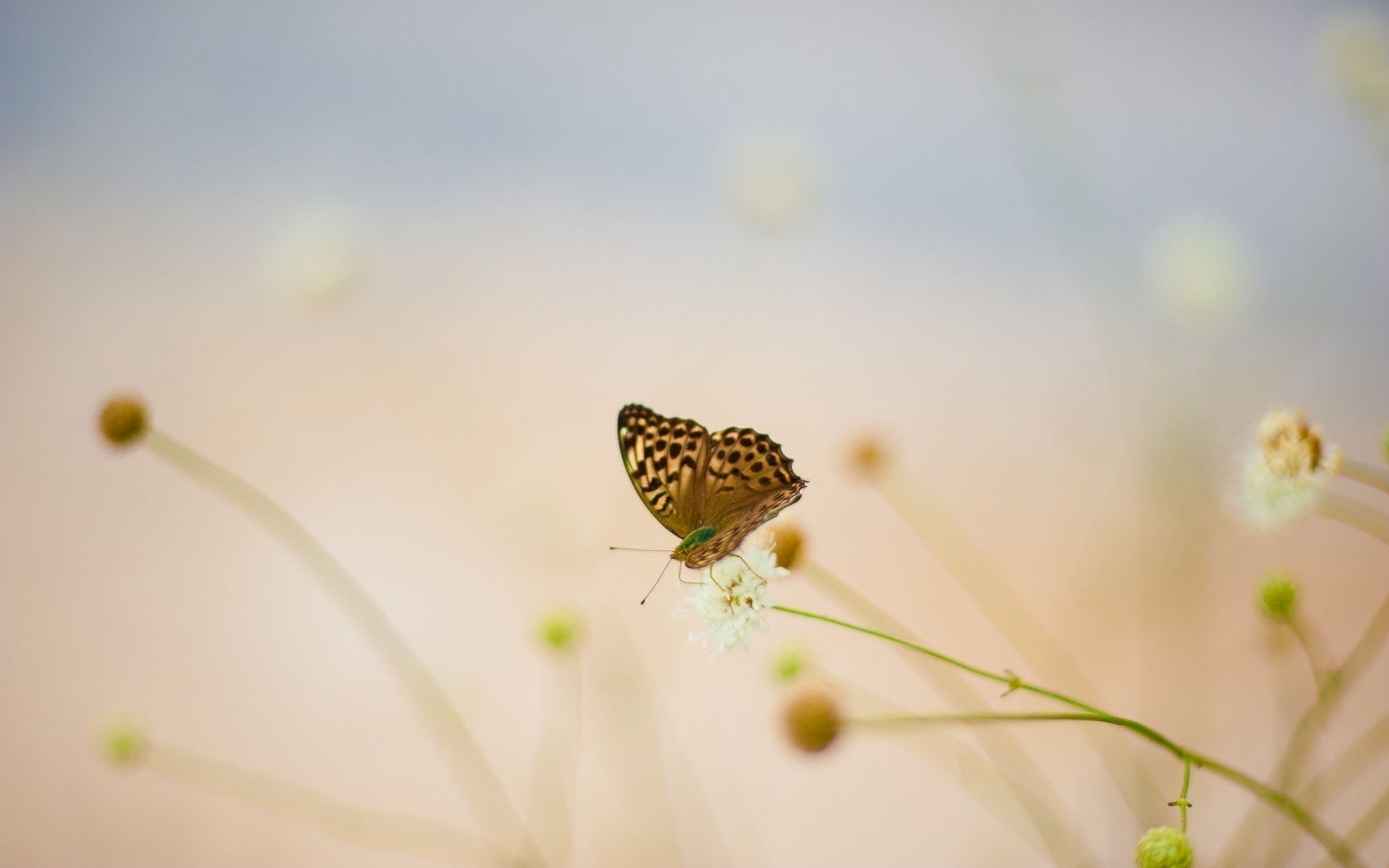 fleurs papillon bleuet été flou blanc