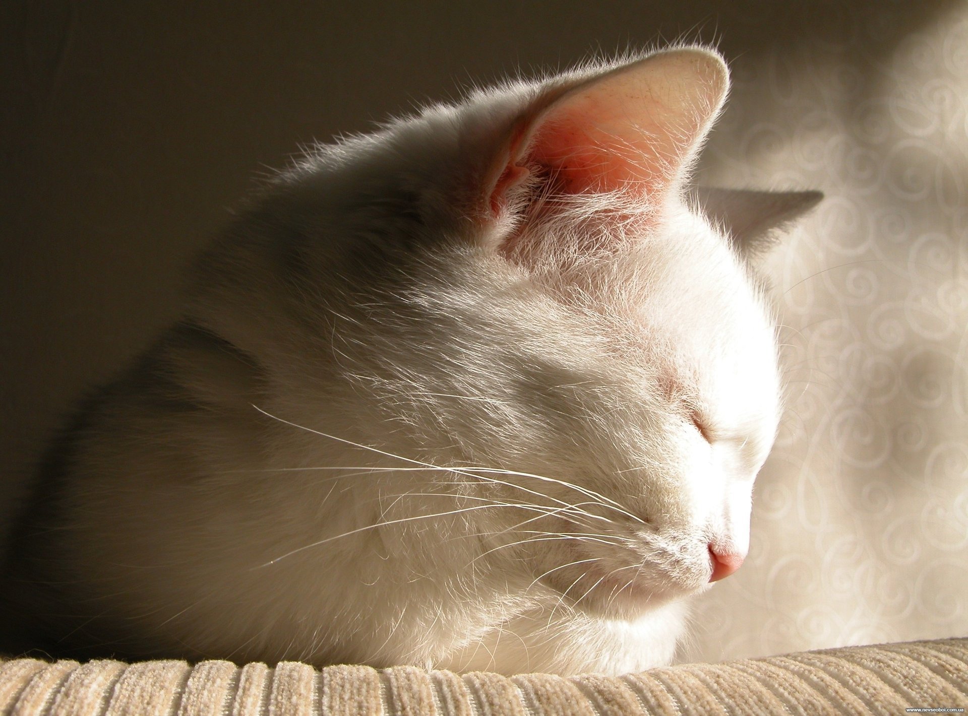 gato se duerme blanco encantador