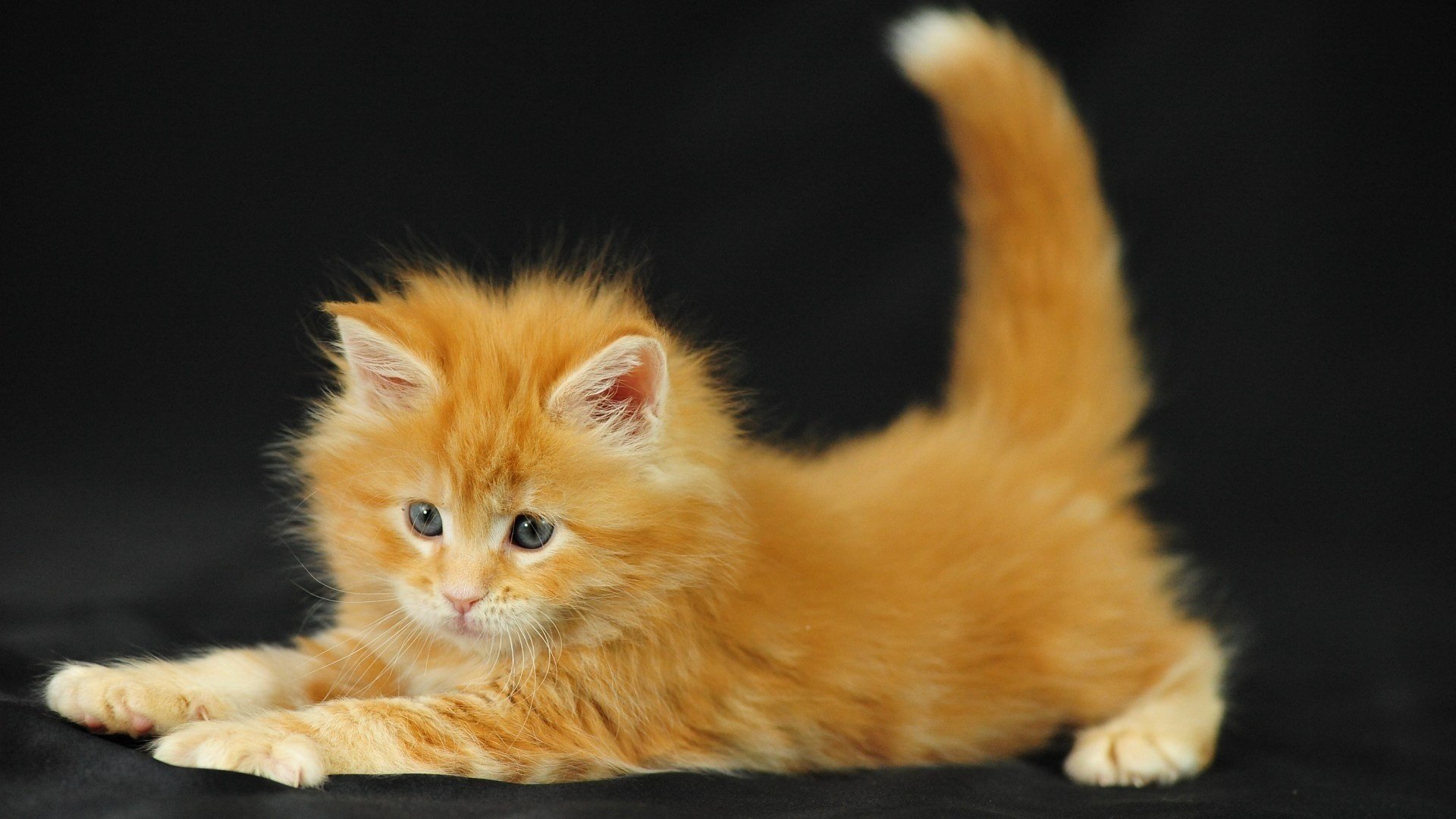 kätzchen pelzig rot katze