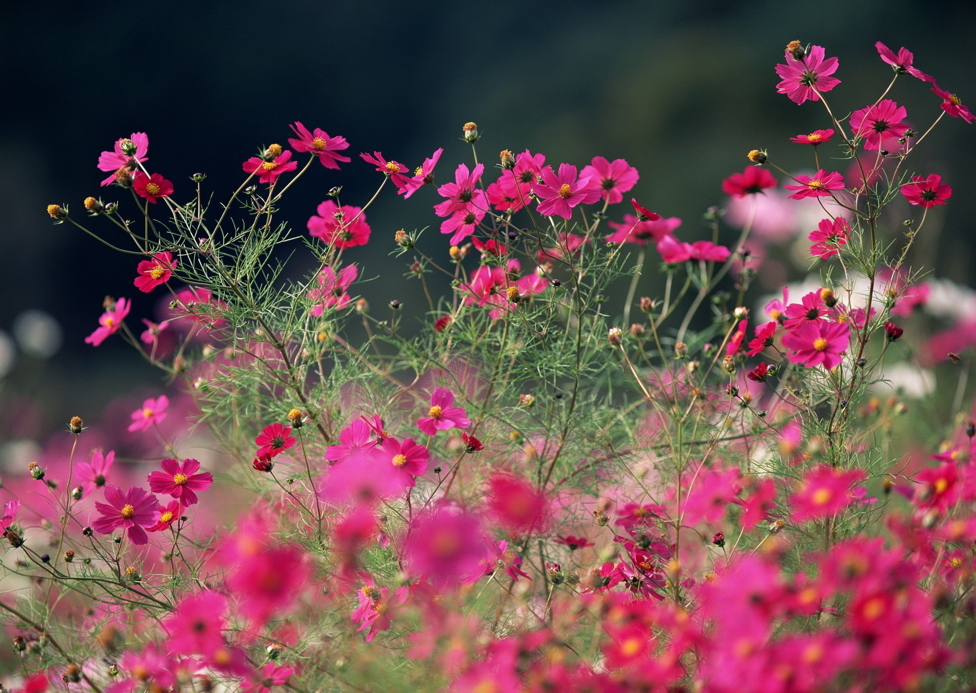 kosmea makro feld rosa hell blumen sommer