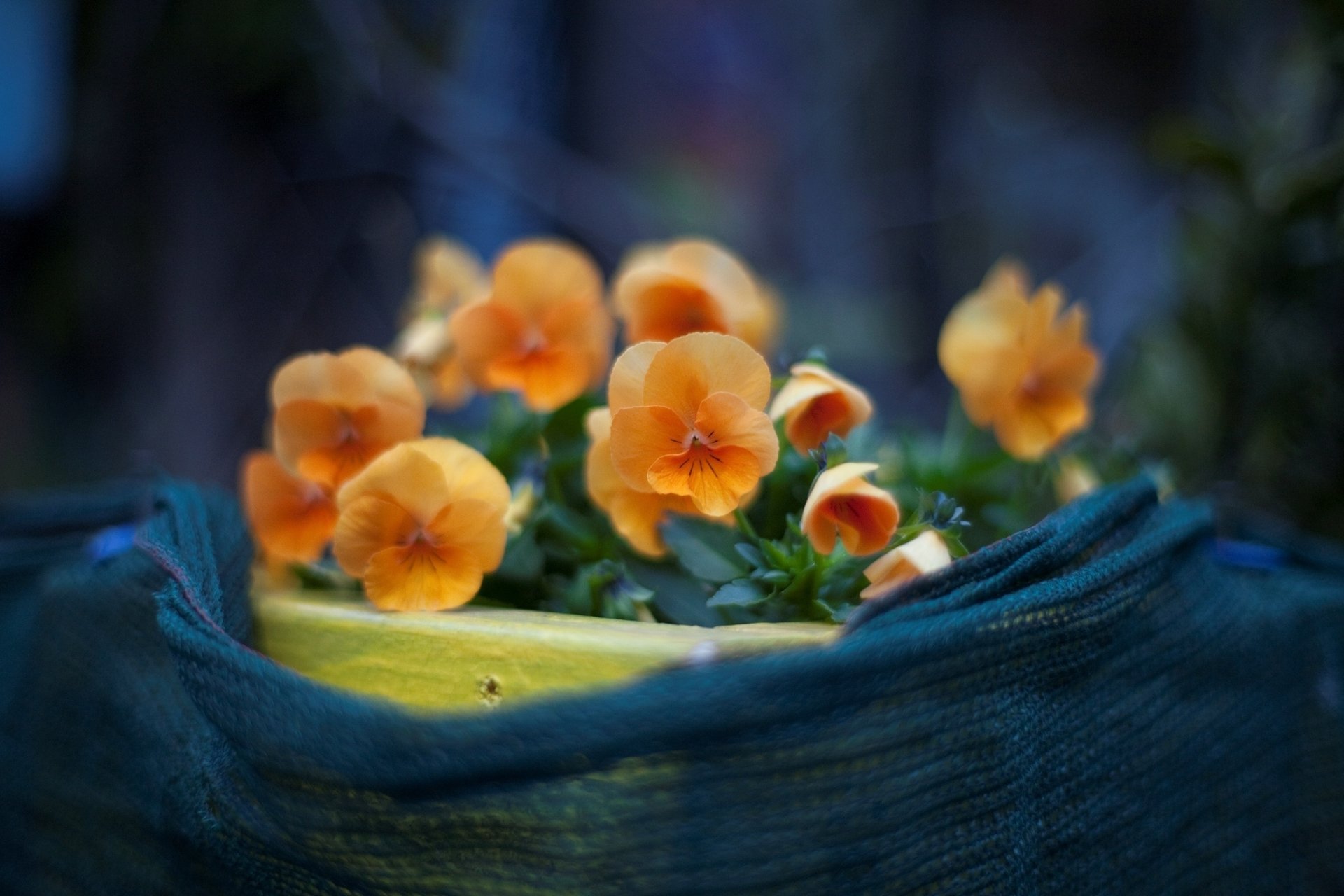 foto flores macro floración plantas pétalos