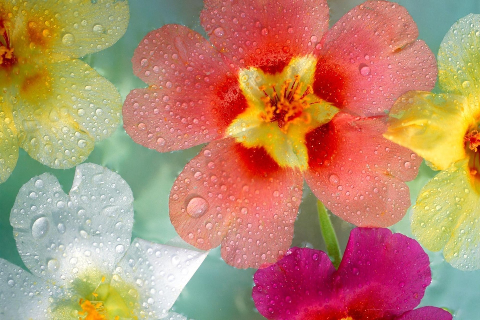 macro varios gotas flores rocío