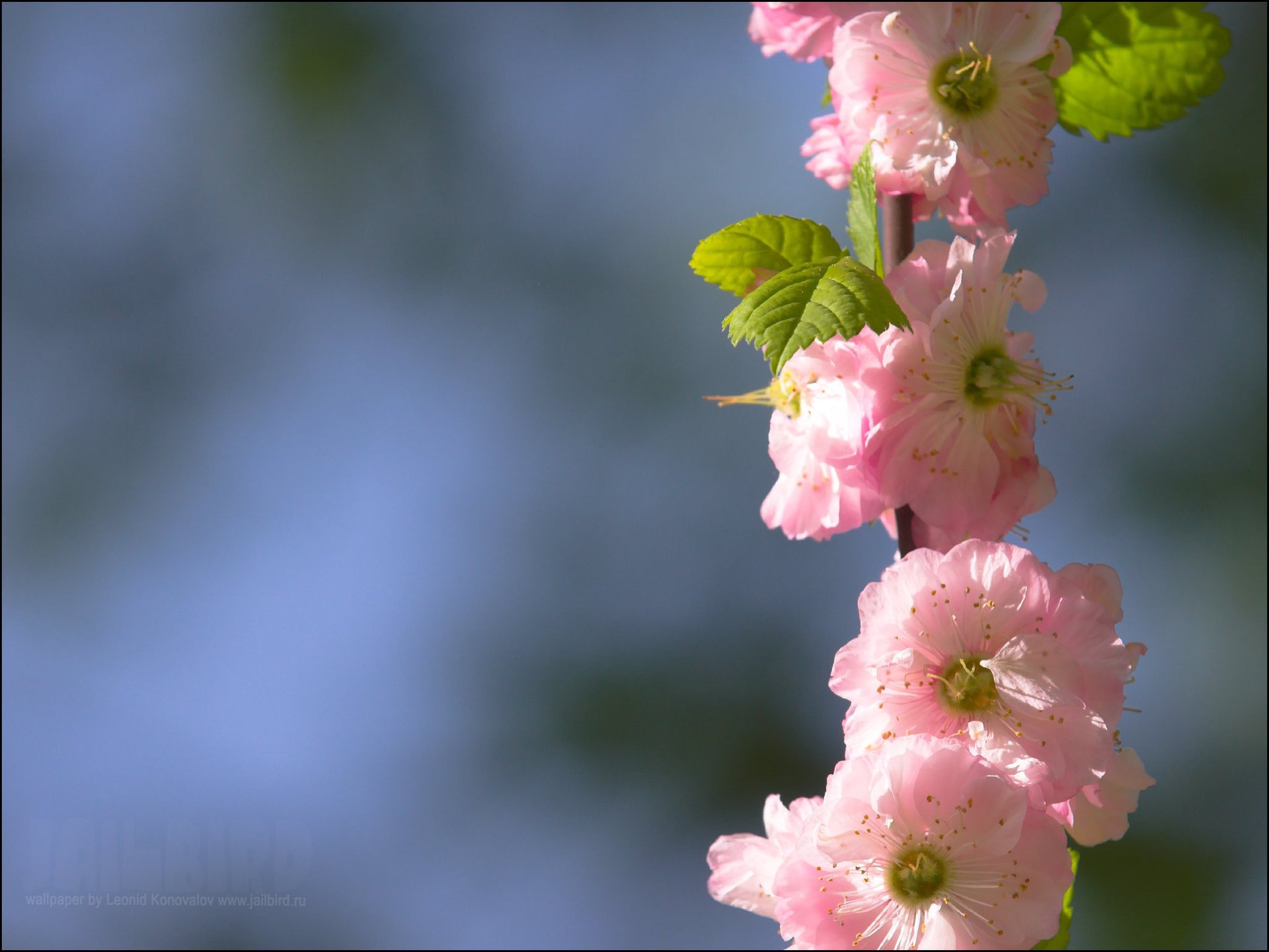 different flowers landscape