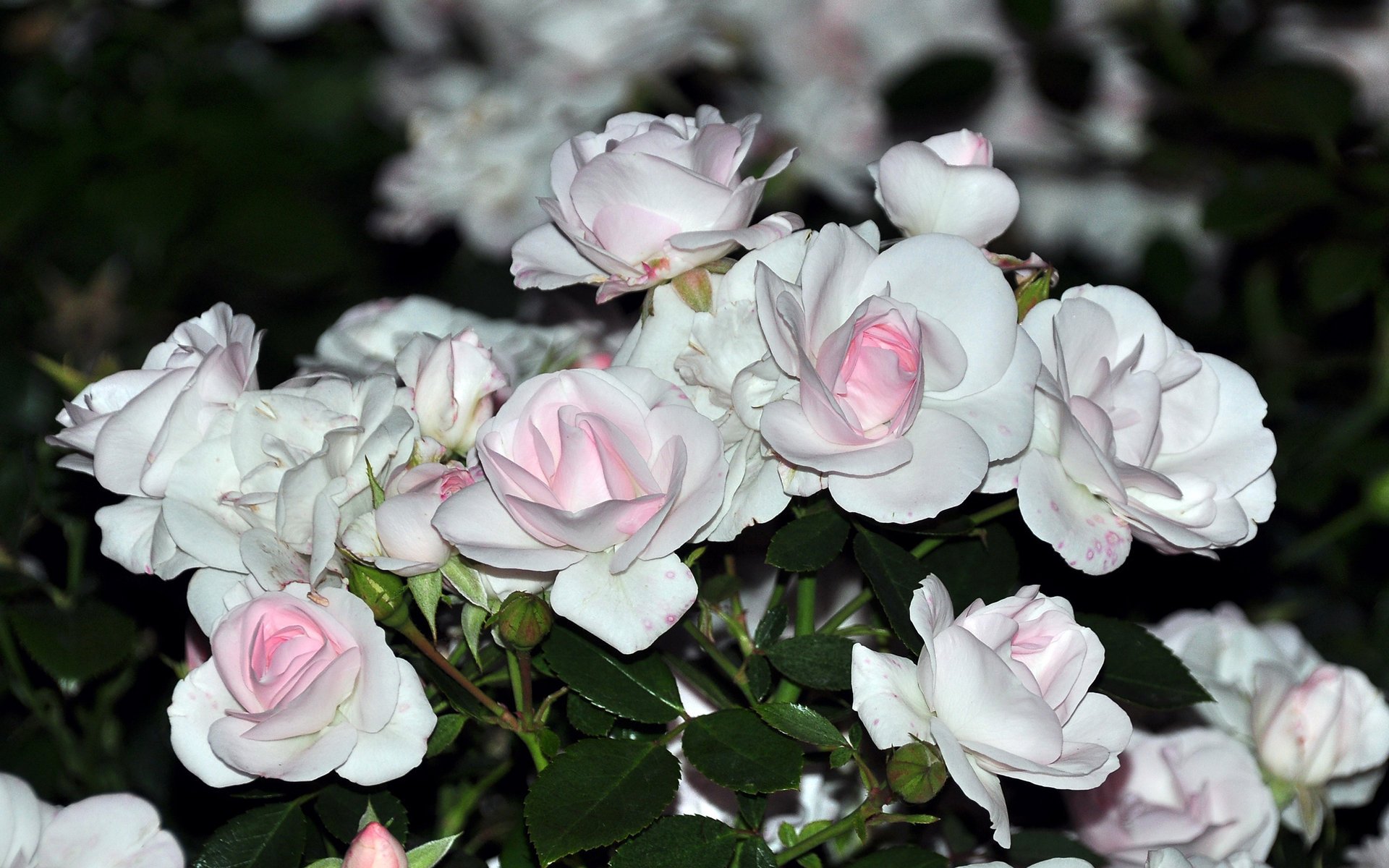 fleurs blanc bouquet tendre roses