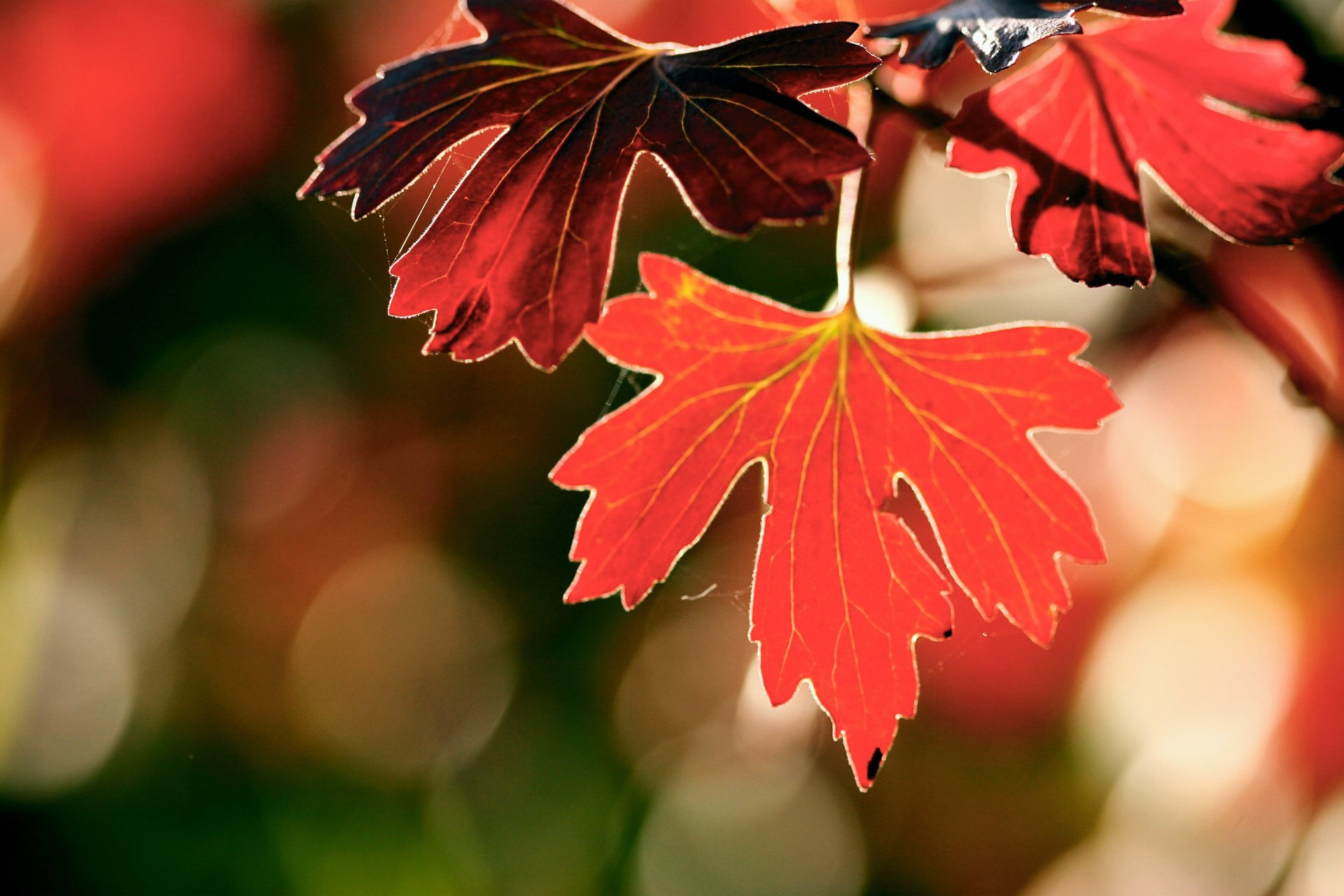 macro glare branch foliage autumn