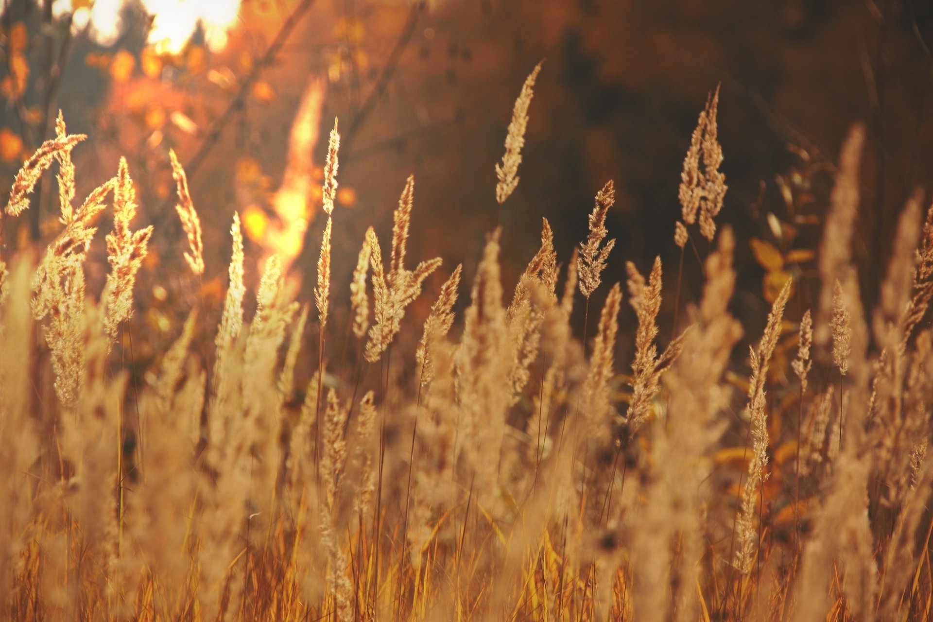 ears light landscape the sun autumn field gold