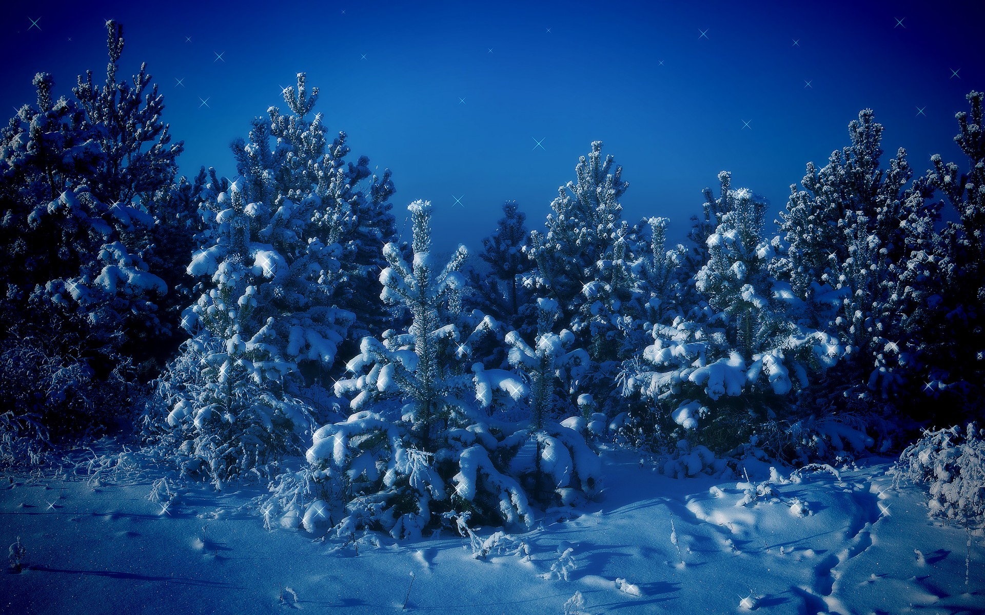 christmas tree snow winter tree blue