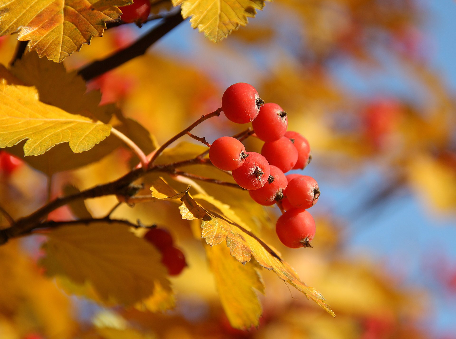 herbst gelb beere baum rot eberesche blätter