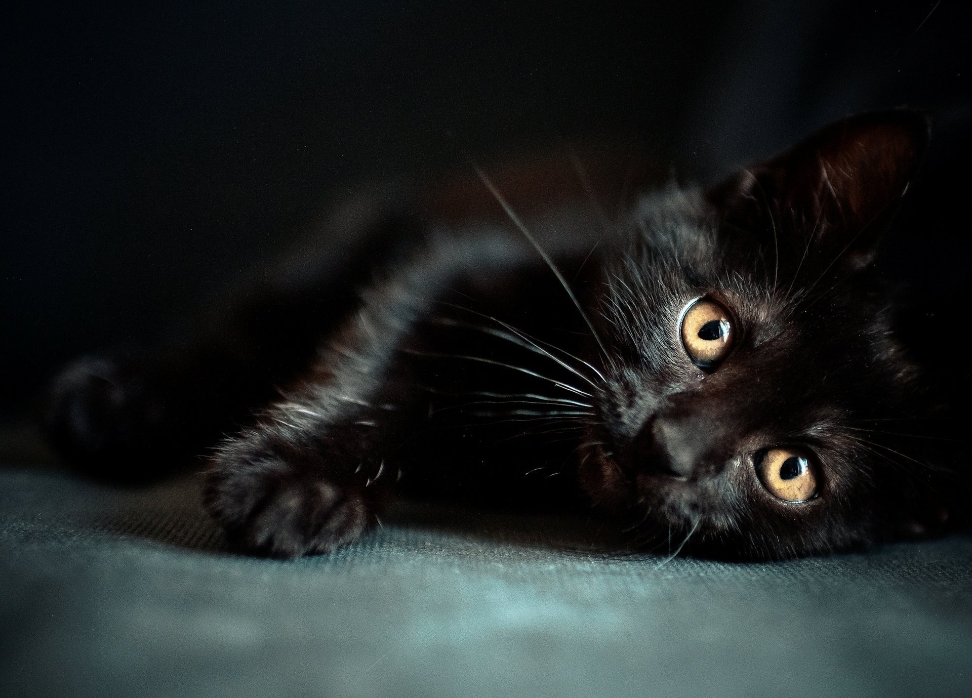 black muzzle kitty wallpaper eye