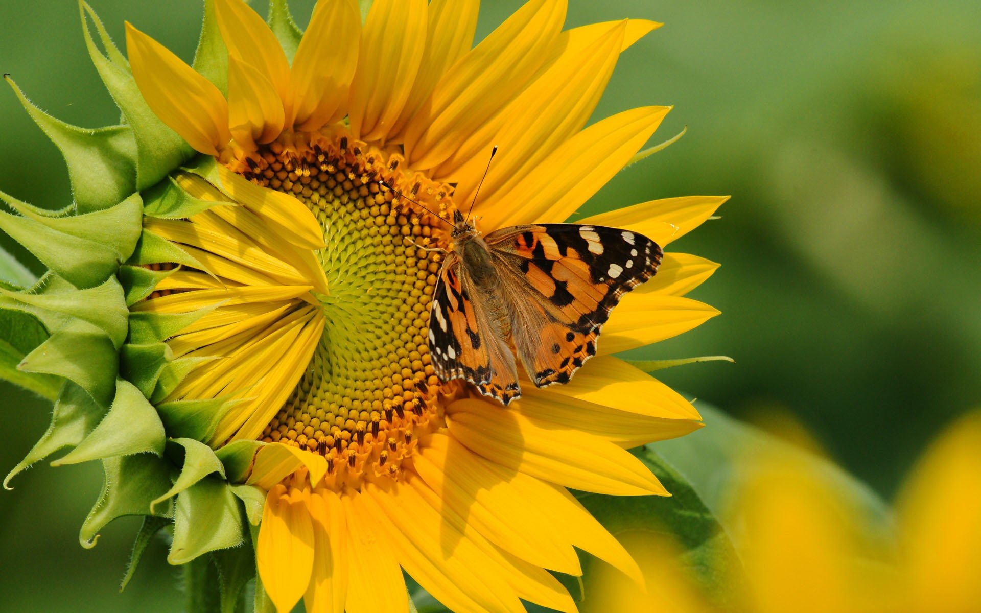 flor mariposa girasol