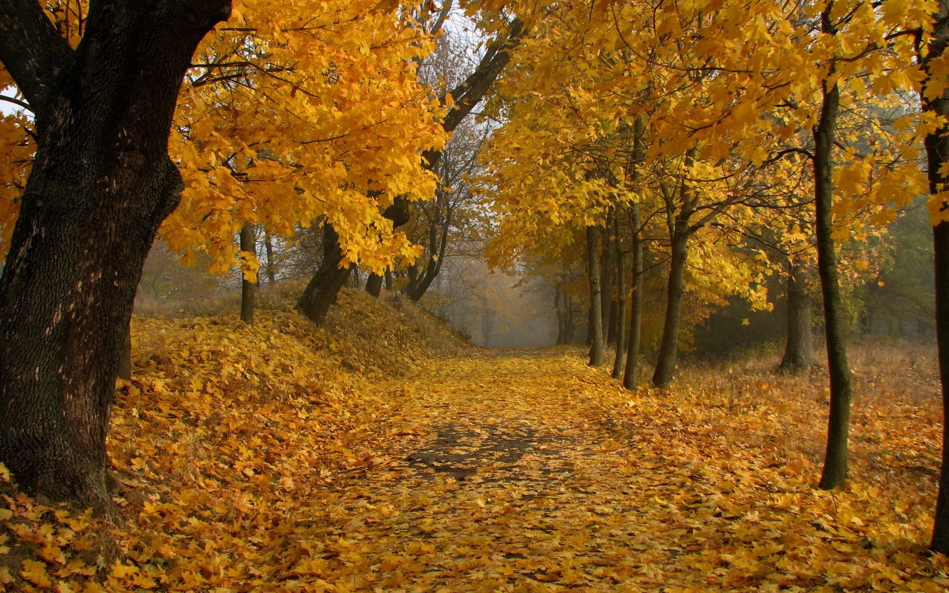 autumn leaves park