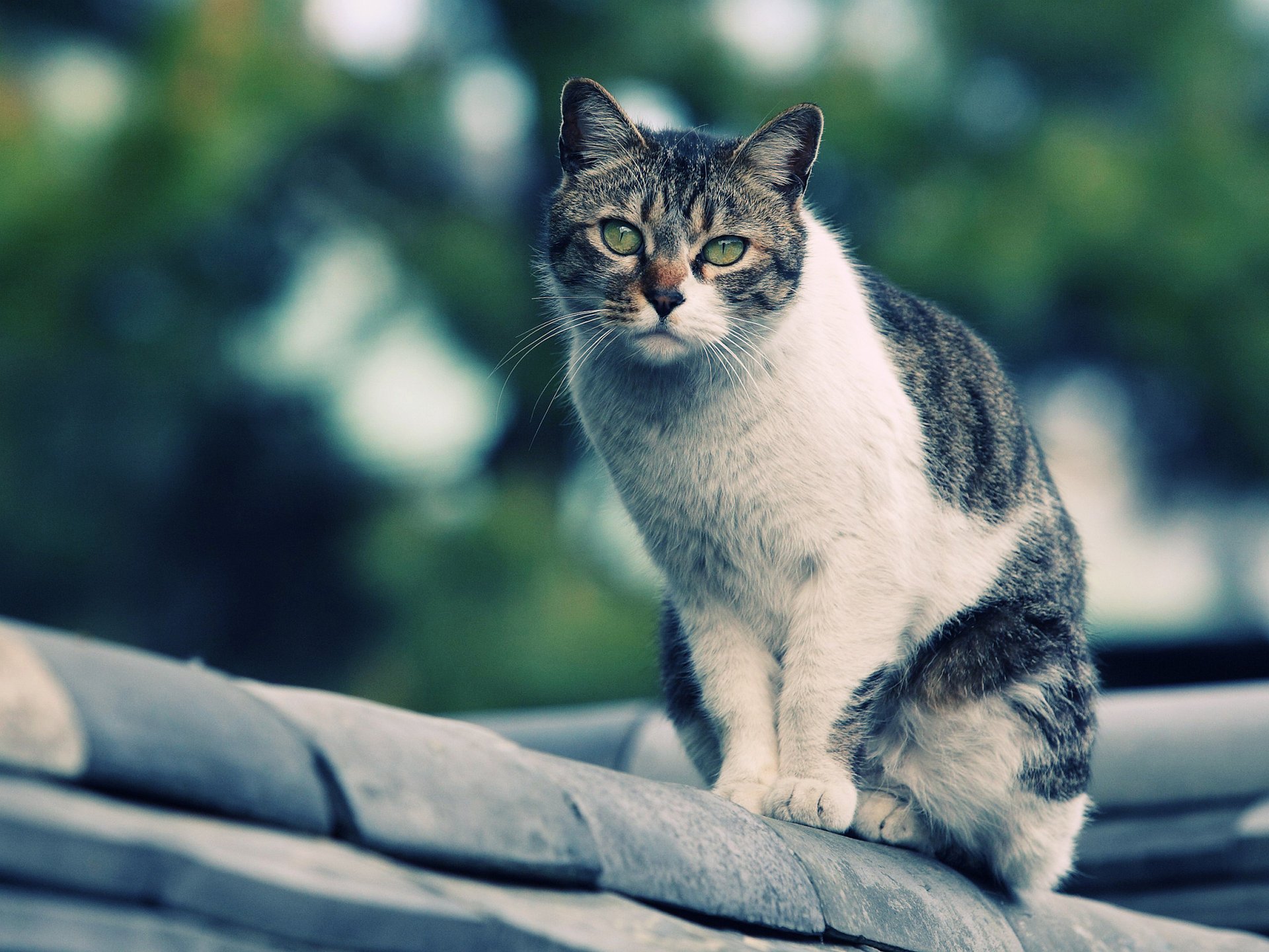 gatto sul tetto guardando