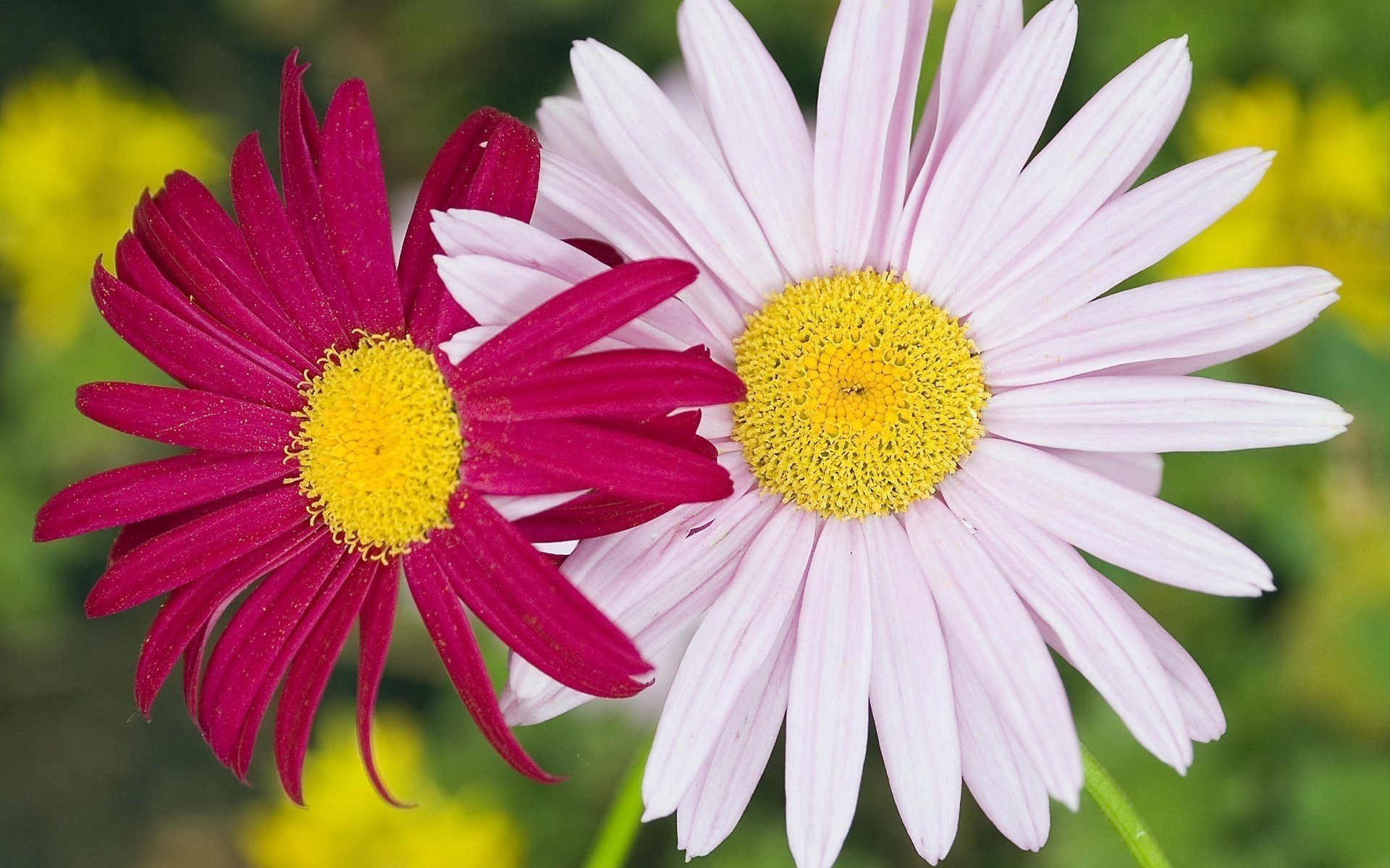 blanc rose couple fleurs marguerites gros plan pollen