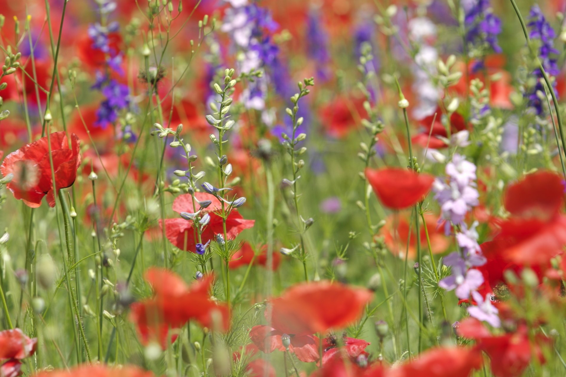 anders mohn feld blumen