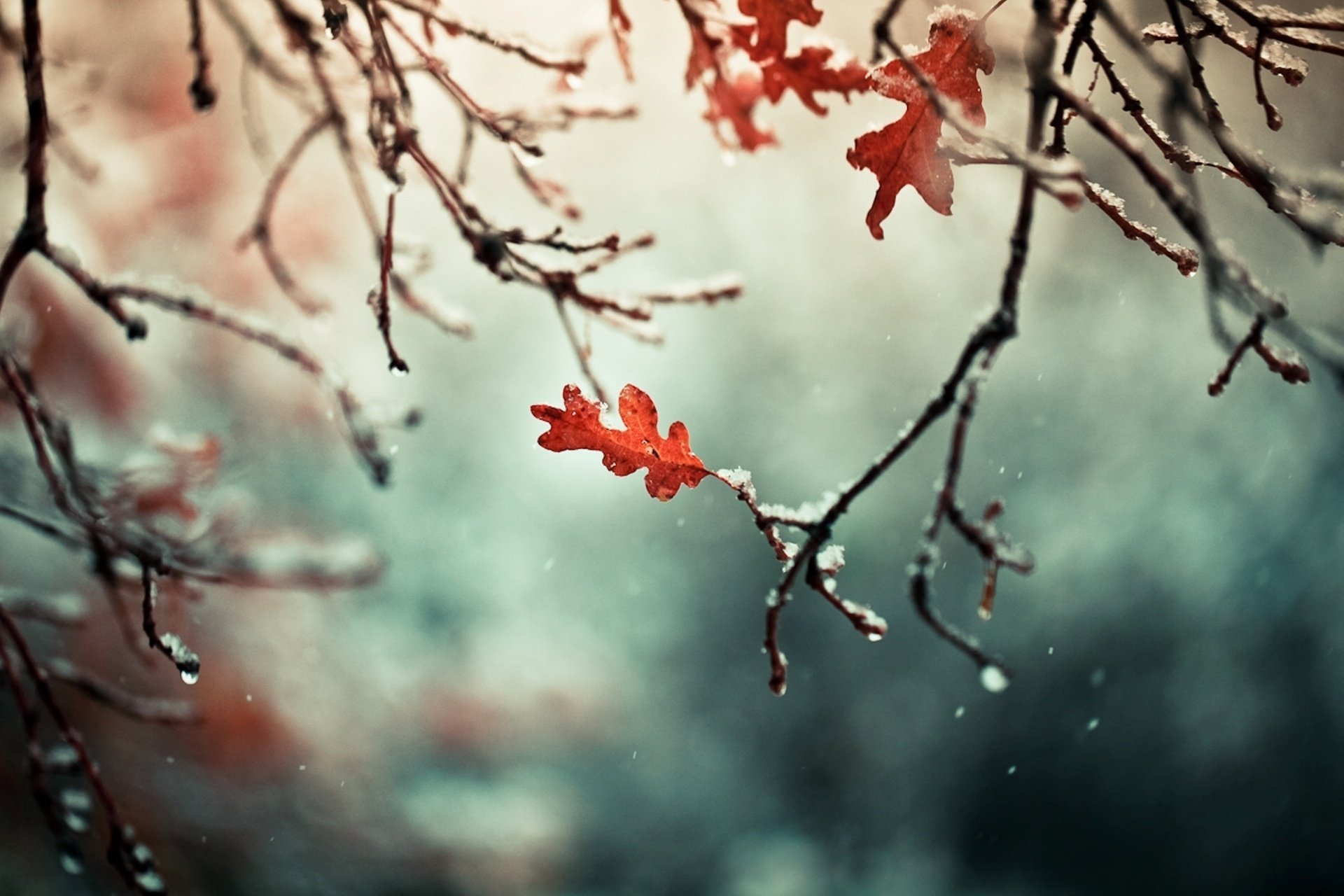 natur blätter herbst zweige zweige schnee