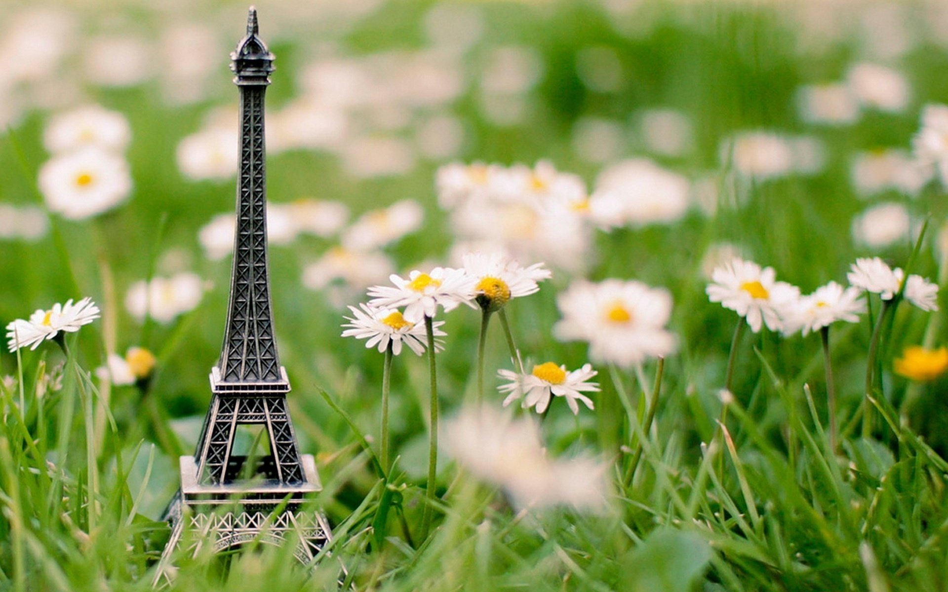 gänseblümchen souvenir turm gras eiffelturm