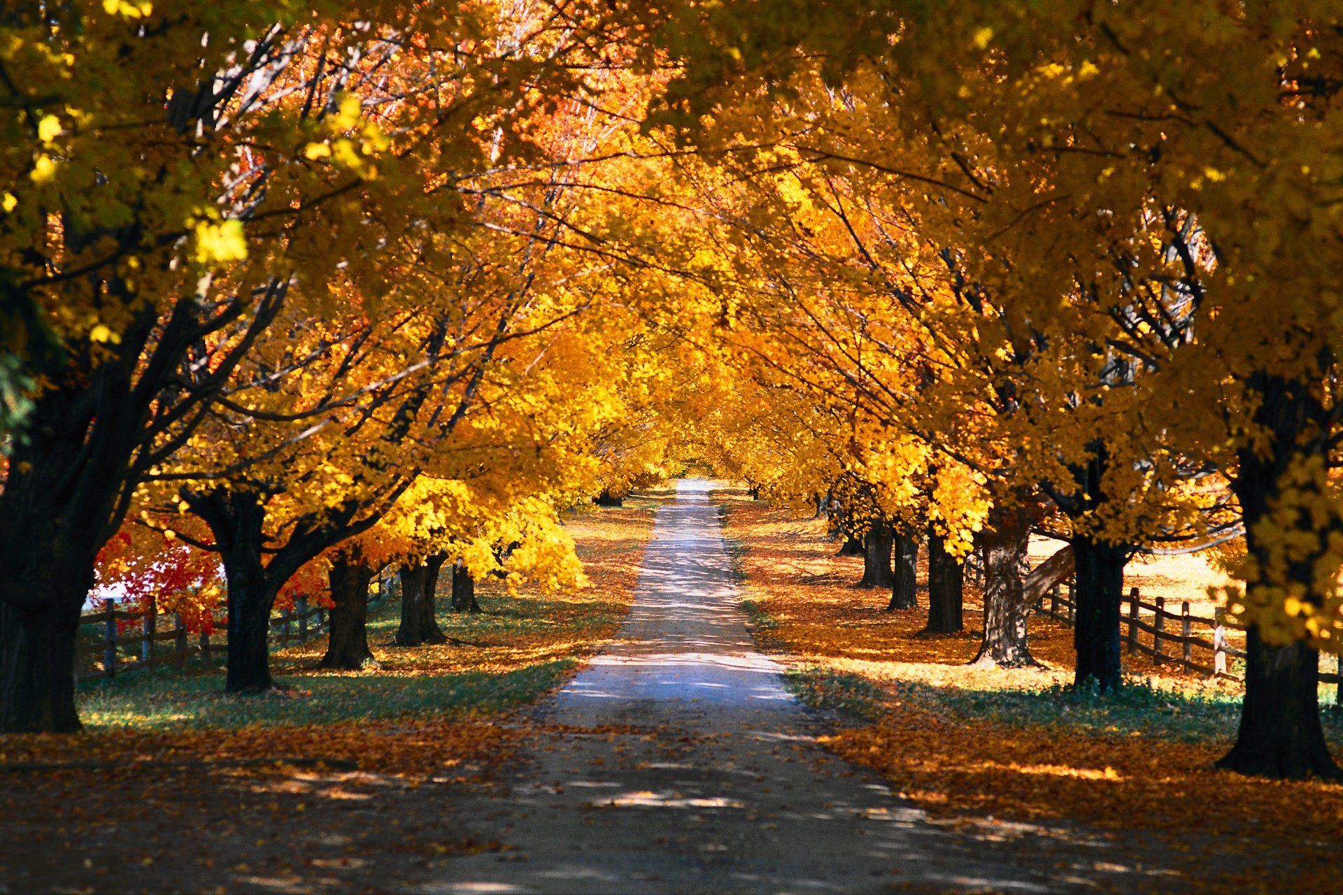 naturaleza árboles parque estaciones otoño