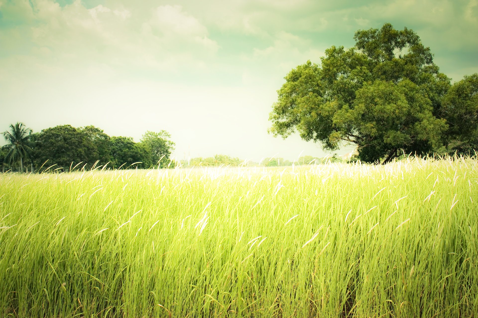 nature été summer herbe