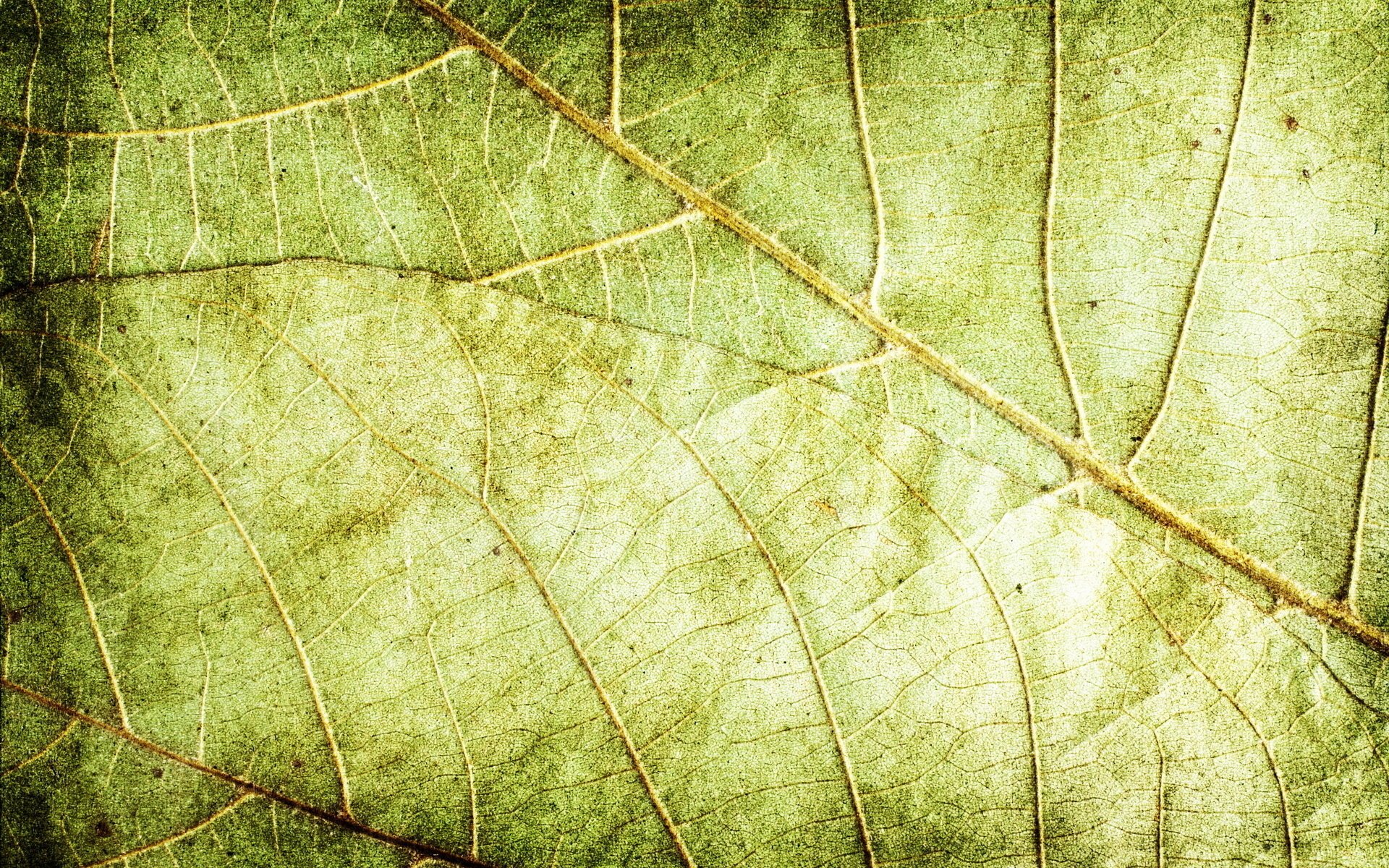 texture feuilles fond vert