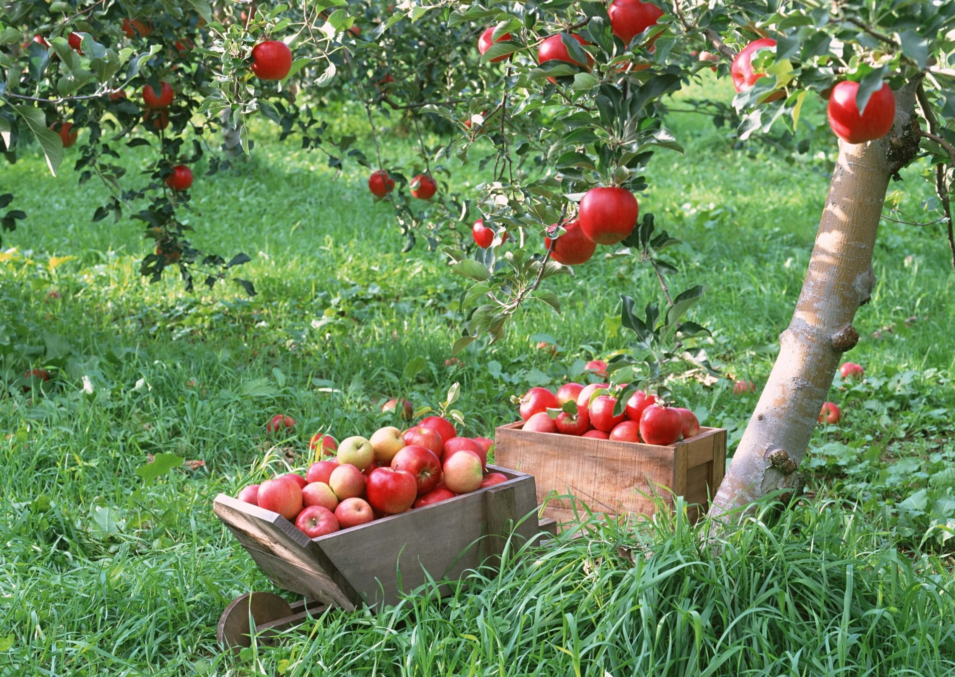 apfel schublade ernte garten